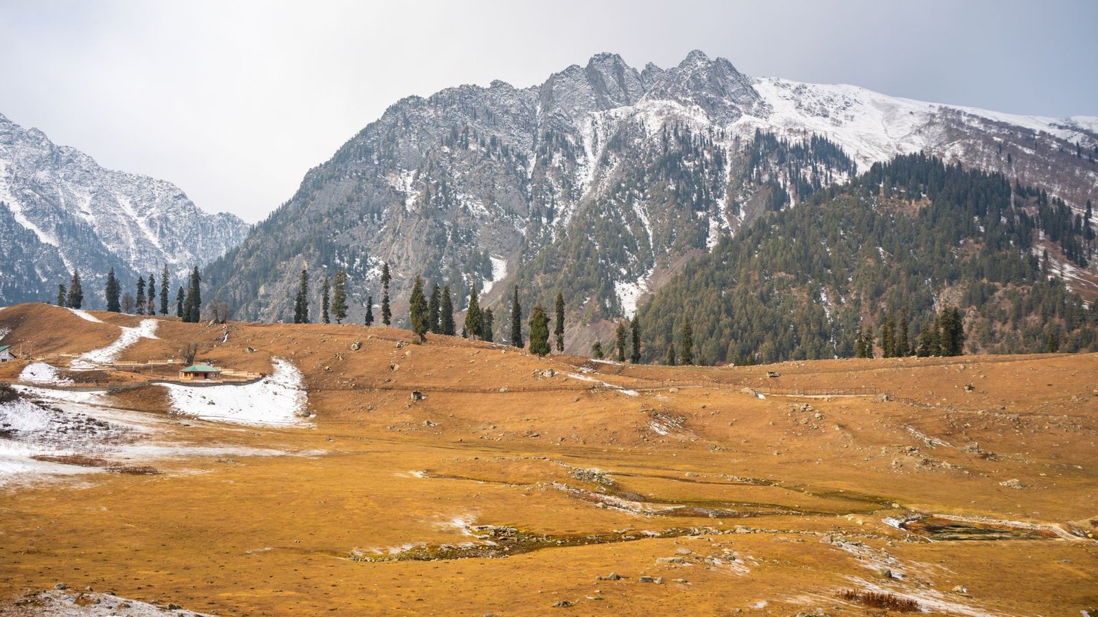 Golden meadow at Sonamarg